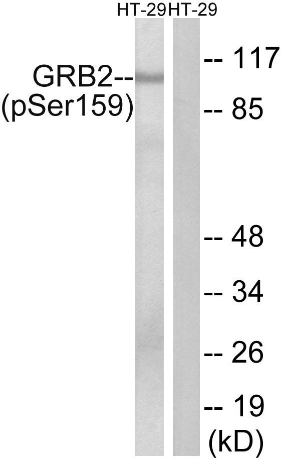 GRB2 (Phospho-Ser159) Rabbit Polyclonal Antibody, 100 ug