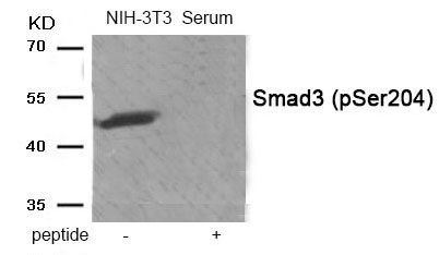 Smad3 (Phospho-Ser204) Rabbit Polyclonal Antibody, 100 ug