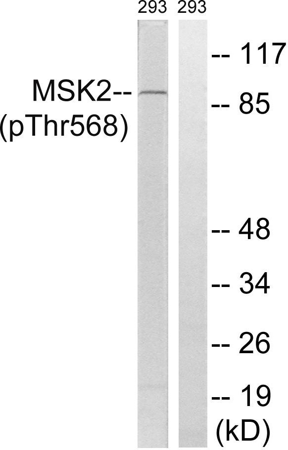 MSK2 (Phospho-Thr568) Rabbit Polyclonal Antibody, 100 ug