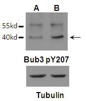 Bub3 (Phospho-Tyr207) Rabbit Polyclonal Antibody, 100 ug