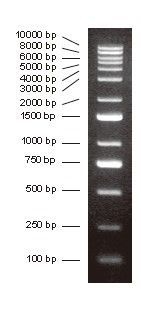 1Kb Plus DNA Ladder, 13 bands pre-mixed with loading buffer: 100, 250, 500, 750, 1000, 1500, 2000, 3000, 4000, 5000, 6000, 8000 and 10000bp. 5x250ul, MEIP90402