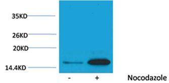 Histone H3(Phospho-Tyr41) Rabbit Polyclonal Rabbit Polyclonal Antibody, 100 ug