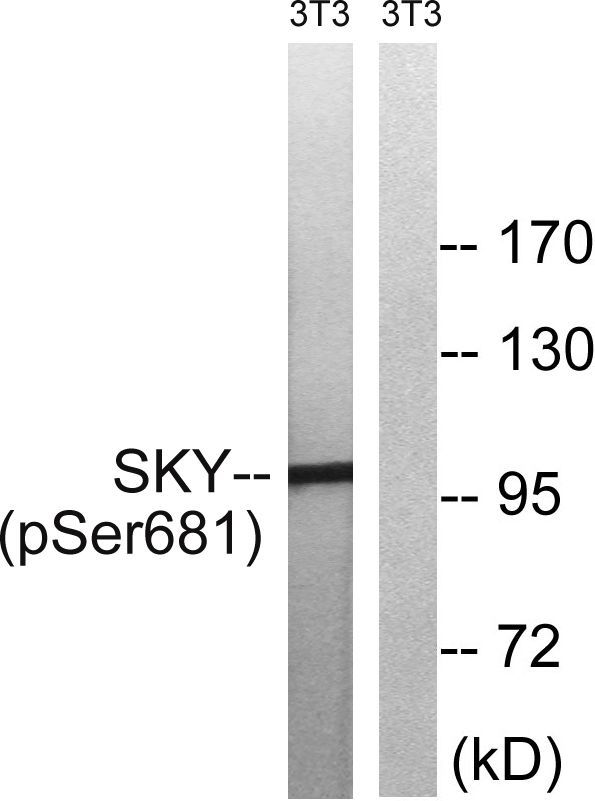 MER/SKY (Phospho-Tyr749/681) Rabbit Polyclonal Antibody, 100 ug