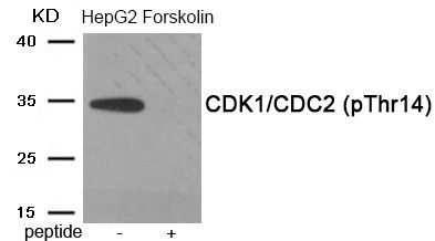 CDK1/CDC2 (Phospho-Thr14) Rabbit Polyclonal Antibody, 100 ug