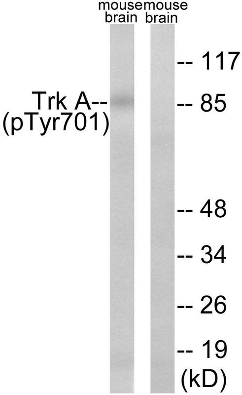 Trk A (Phospho-Tyr701) Rabbit Polyclonal Antibody, 100 ug