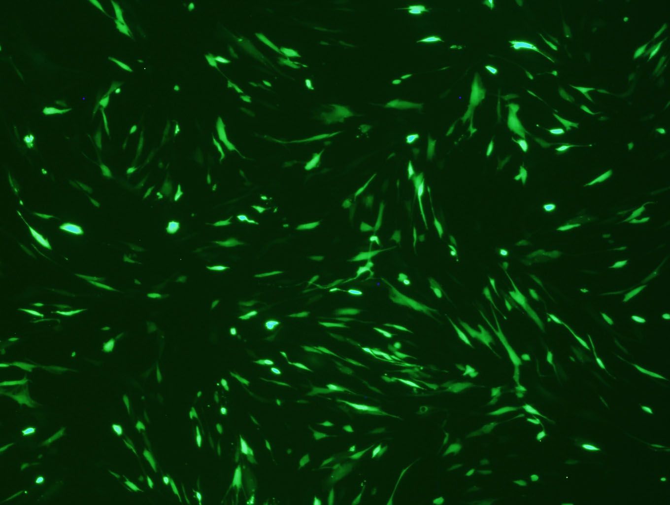 Human Dermal Fibroblast (HDF) Avalanche™ Transfection Reagent, 1.5ml