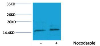 Histone H3(Phospho-Ser10) Rabbit Polyclonal Rabbit Polyclonal Antibody, 100 ug