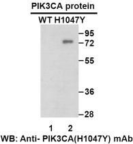 Anti PIK3CA(H1047Y) Mouse Monoclonal Antibody, 100 ul (26216)