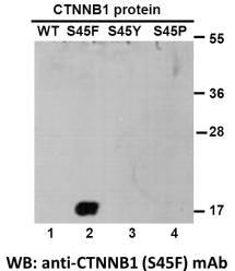 Anti CTNNB1(S45F) Mouse Monoclonal Antibody, 100 ul (26308)