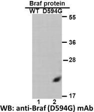 Anti BRAF(D594G) Mouse Monoclonal Antibody, 100 ul (26200)