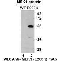 Anti MEK1(E203K) Mouse Monoclonal Antibody, 100 ul (26268)