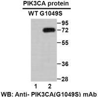 Anti PIK3CA(G10495) Mouse Monoclonal Antibody, 100 ul (26219), NEBA10245 Anti PIK3CA(G10495) Mouse Monoclonal Antibody, 100 ul (26219), NEBA10245