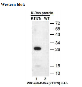 Anti RAS(K117N) Mouse Monoclonal Antibody, 100 ul (26468)