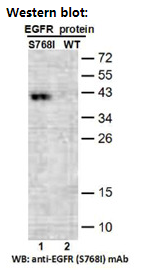 Anti EGFR(S768I) Mouse Monoclonal Antibody, 100 ul (26483)
