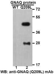 Anti GNAQ(Q209L) Mouse Monoclonal Antibody, 100 ul (26328)