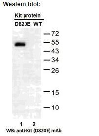 Anti KIT(D820E) Mouse Monoclonal Antibody, 100 ul (26274)