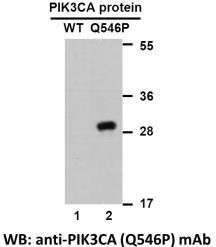 Anti PIK3CA(Q546P) Mouse Monoclonal Antibody, 100 ul (26213)