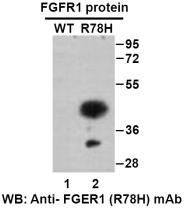Anti FGFR1(R78H) Mouse Monoclonal Antibody, 100 ul (26251)
