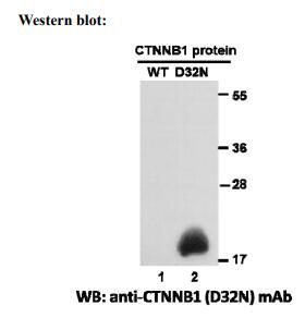 Anti CTNNB1(D32N) Mouse Monoclonal Antibody, 100 ul (26303)