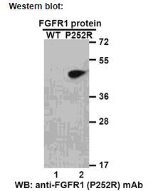 Anti FGFR1(P252R) Mouse Monoclonal Antibody, 100 ul (26249)