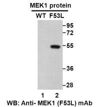 Anti MEK1(F53L) Mouse Monoclonal Antibody, 100 ul (26263)