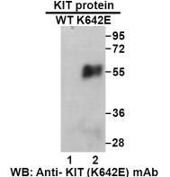 Anti KIT(K642E) Mouse Monoclonal Antibody, 100 ul (26278), NEBA10264 Anti KIT(K642E) Mouse Monoclonal Antibody, 100 ul (26278), NEBA10264