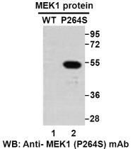 Anti MEK1(P264S) Mouse Monoclonal Antibody, 100 ul (26266), NEBA10258 Anti MEK1(P264S) Mouse Monoclonal Antibody, 100 ul (26266), NEBA10258