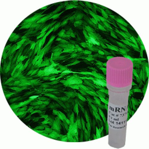 mRNA-In™ mRNA Transfection Reagent - Various Sizes