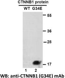 Anti CTNNB1(G34E) Mouse Monoclonal Antibody, 100 ul (26300)