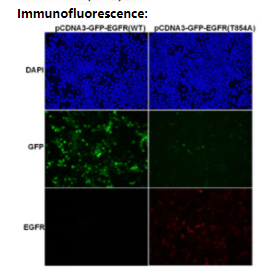 Anti EGFR(T854A) Mouse Monoclonal Antibody, 100 ul (26481)