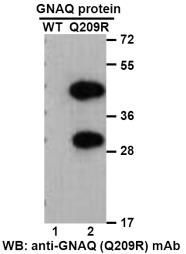 Anti GNAQ(Q209R) Mouse Monoclonal Antibody, 100 ul (26330)