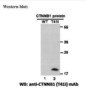 Anti CTNNB1(T41I) Mouse Monoclonal Antibody, 100 ul (26306)