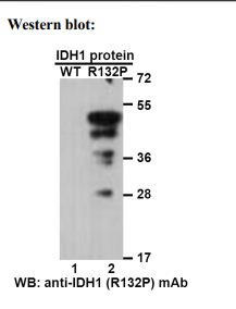 Anti IDH1(R132P) Mouse Monoclonal Antibody, 100 ul (26240)