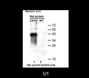 Anti RET(C634Y) Mouse Monoclonal Antibody, 100 ul (26146)