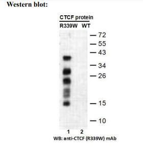 Anti CTCF(R339W) Mouse Monoclonal Antibody, 100 ul (26326)