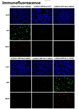 Anti BRAF(V600M) Mouse Monoclonal Antibody, 100 ul (26462)