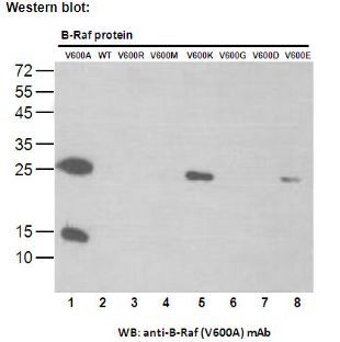 Anti BRAF(V600A) Mouse Monoclonal Antibody, 100 ul (26199)