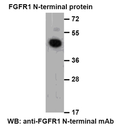 Anti FGFR1 NTerminal Mouse Monoclonal Antibody, 100 ul (26386)
