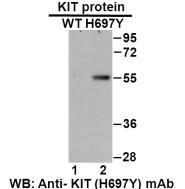 Anti KIT(H697Y) Mouse Monoclonal Antibody, 100 ul (26273)