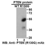 Anti PTEN (R130G) Mouse Monoclonal Antibody, 100 ul (26312)