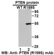 Anti PTEN (R159S) Mouse Monoclonal Antibody, 100 ul (26313)