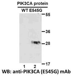 Anti PIK3CA(E545G) Mouse Monoclonal Antibody, 100 ul (26208)