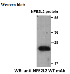 Anti NFE2L2 Mouse Monoclonal Antibody, 100 ul (26358)