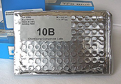 TFB 10B™ Chemically Competent Cells - 96-Well (73651)