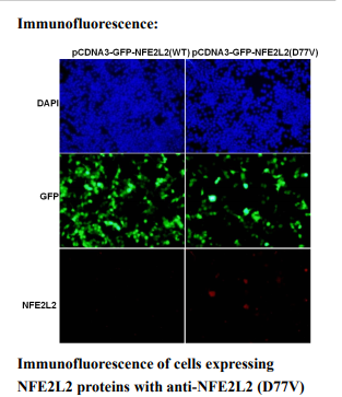 Anti NFE2L2(D77V) Mouse Monoclonal Antibody, 100 ul (26335)