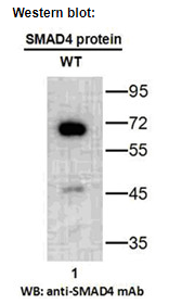 Anti SMAD4 Mouse Monoclonal Antibody, 100 ul (26453)
