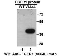 Anti FGFR1(V664L) Mouse Monoclonal Antibody, 100 ul (26259)