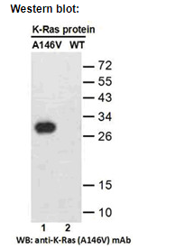 Anti RAS(A146V) Mouse Monoclonal Antibody, 100 ul (26479), NEBA10315 Anti RAS(A146V) Mouse Monoclonal Antibody, 100 ul (26479), NEBA10315