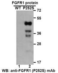 Anti FGFR1(P252S) Mouse Monoclonal Antibody, 100 ul (26254)
