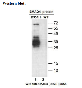 Anti SMAD4(D351H) Mouse Monoclonal Antibody, 100 ul (26418)